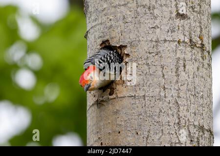Der Rotbauchige Wodpecker (Melanerpes carolinus) am Nesthohlraum Stockfoto