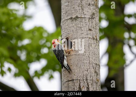 Der Rotbauchige Wodpecker (Melanerpes carolinus) am Nesthohlraum Stockfoto