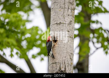 Der Rotbauchige Wodpecker (Melanerpes carolinus) am Nesthohlraum Stockfoto