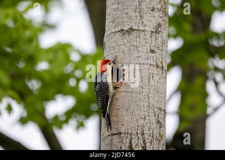 Der Rotbauchige Wodpecker (Melanerpes carolinus) am Nesthohlraum Stockfoto