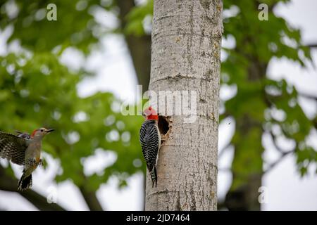 Der Rotbauchige Wodpecker (Melanerpes carolinus) am Nesthohlraum Stockfoto