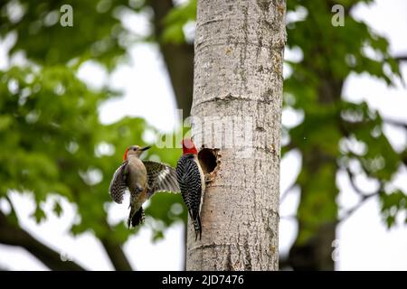 Der Rotbauchige Wodpecker (Melanerpes carolinus) am Nesthohlraum Stockfoto