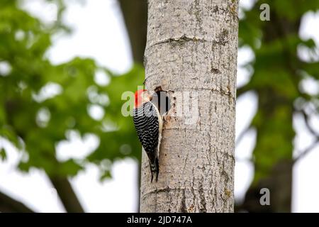 Der Rotbauchige Wodpecker (Melanerpes carolinus) am Nesthohlraum Stockfoto