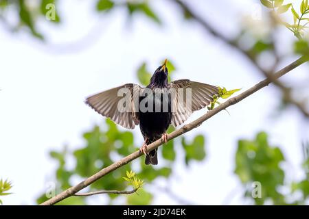 Europäischer Star (Sturnus vulgaris). Vogel. Jeden Frühling nisten europäische Stare in den Bäumen der Stadtparks. Naturszene aus Wisconsin. Stockfoto