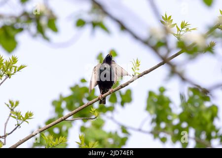 Europäischer Star (Sturnus vulgaris). Vogel. Jeden Frühling nisten europäische Stare in den Bäumen der Stadtparks. Naturszene aus Wisconsin. Stockfoto