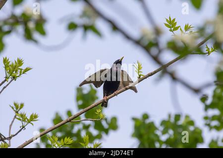 Europäischer Star (Sturnus vulgaris). Vogel. Jeden Frühling nisten europäische Stare in den Bäumen der Stadtparks. Naturszene aus Wisconsin. Stockfoto