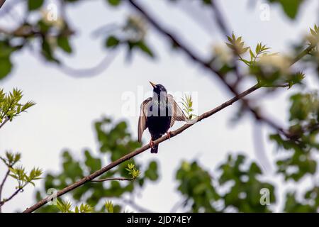 Europäischer Star (Sturnus vulgaris). Vogel. Jeden Frühling nisten europäische Stare in den Bäumen der Stadtparks. Naturszene aus Wisconsin. Stockfoto