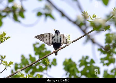 Europäischer Star (Sturnus vulgaris). Vogel. Jeden Frühling nisten europäische Stare in den Bäumen der Stadtparks. Naturszene aus Wisconsin. Stockfoto