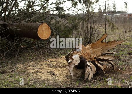 Fällte Bäume. Gefallener Baum in Wäldern. Riesige Fichte. Gefallene Pflanze. Stockfoto