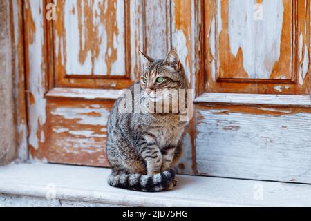 Foto einer Katze mit grünen Augen, die an einer alten Holztür auf der europäischen Straße sitzt und zur Seite schaut Stockfoto