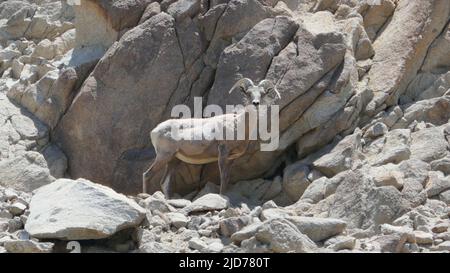 Palm Desert, California, USA 11. June 2022 Ein allgemeiner Blick auf die Atmosphäre der Desert Bighorn Schafe im Living Desert Zoo and Gardens am 11. Juni 2022 in Palm Desert, Kalifornien, USA. Foto von Barry King/Alamy Stockfoto Stockfoto