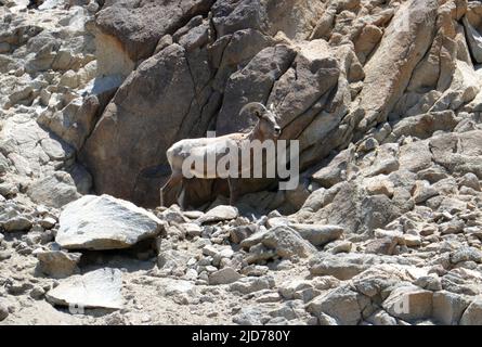 Palm Desert, California, USA 11. June 2022 Ein allgemeiner Blick auf die Atmosphäre der Desert Bighorn Schafe im Living Desert Zoo and Gardens am 11. Juni 2022 in Palm Desert, Kalifornien, USA. Foto von Barry King/Alamy Stockfoto Stockfoto