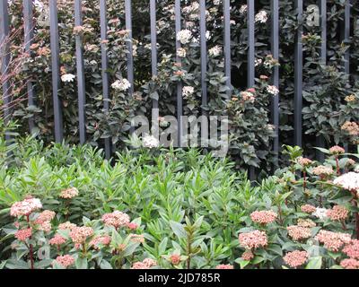 Schwarzer Zaun mit Blumen und Pflanzen Stockfoto