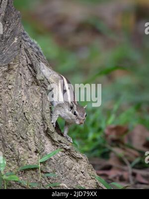 Das nördliche Palmenhörnchen, auch fünf-gestreiftes Palmenhörnchen genannt, ist eine Nagetierart aus der Familie der Sciuridae. Stockfoto