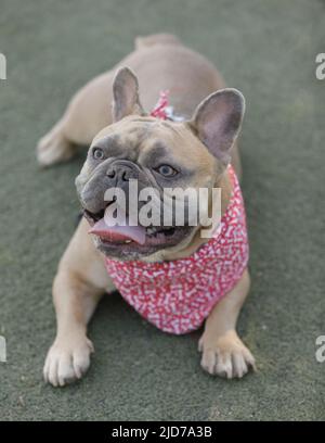 12-monatiger, alter, blauer Sable-Franzose, der mit der Zunge ausruht. Hundepark an der Leine in Nordkalifornien. Stockfoto