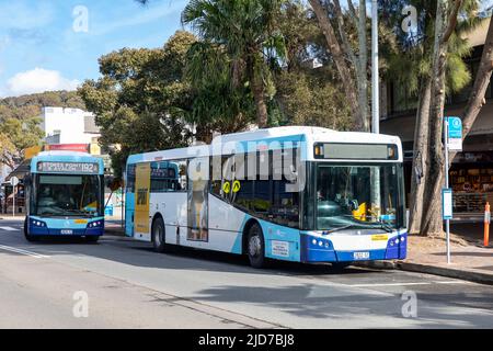 Zwei Sydney-Busse in Avalon Beach Sydney an einer lokalen Bushaltestelle, Einzeldeckerbus, Sydney, Australien Stockfoto