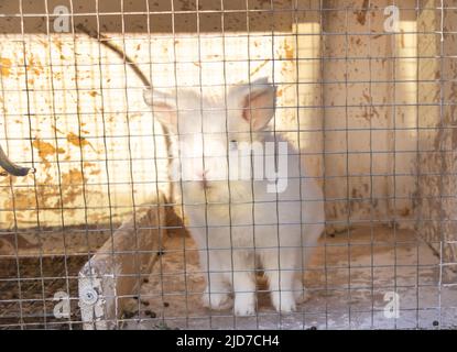 Nahaufnahme eines schönen weißen Hasen im Käfig Stockfoto