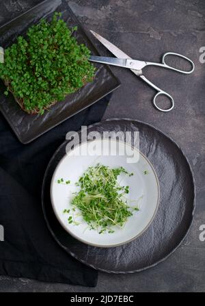 Frische Microgreens auf schwarzem Hintergrund. Der Anbau von Sprossen für einen gesunden Salat. Eat Right, Stay Young und modernes Restaurantkonzept Stockfoto