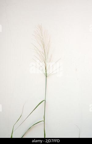 Wilder Grasstrauch mit Blütenblüte an der weißen Wand Stockfoto