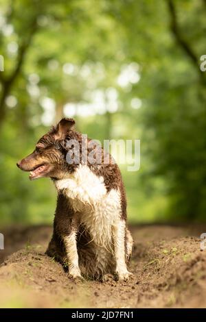 Border Collie, Wald, nass, Regen, Flandern Stockfoto