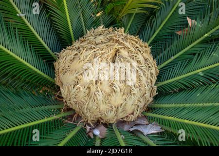 Nahaufnahme einer Sagopalmenblume (Cycas revoluta) Stockfoto