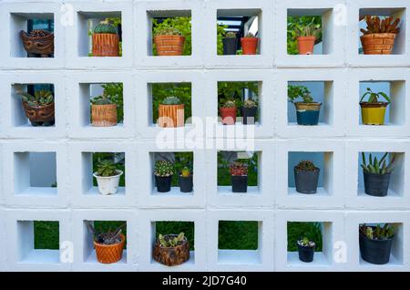 Mehrere Topfkakteen werden auf weißen Gipswänden platziert. Stockfoto