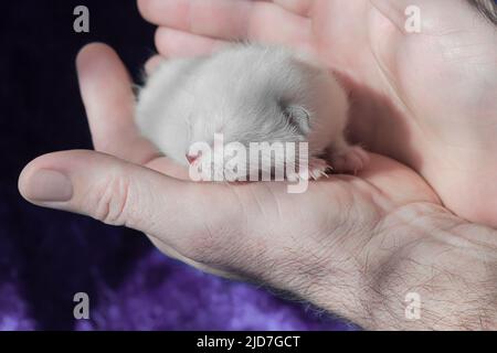 Weißes neugeborenes Kätzchen in männlichen Händen in Nahaufnahme. Selektiver Fokus Stockfoto