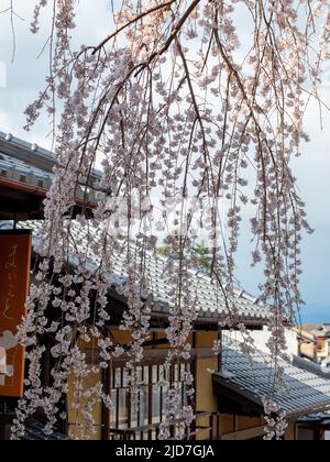 Kirschblüten in der Straße von Gion in Kyoto, Japan. Stockfoto