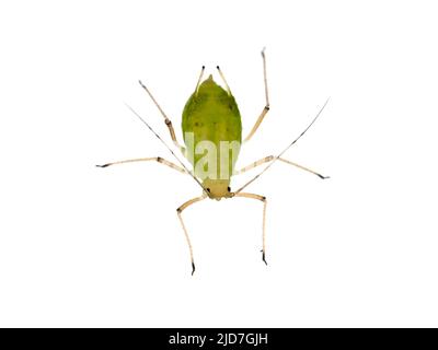 Grüne Blattlaus (möglicherweise Macrosiphum ephorbiae) aus Tomatenpflanze Stockfoto