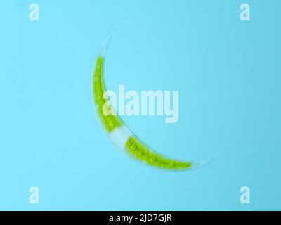 Closterium desmid Alge unter dem Mikroskop Stockfoto