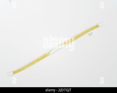 Süßwasserdiatom unter dem Mikroskop, etwa 230 Mikrometer lang, möglicherweise Nitzschia sigmoidea Stockfoto