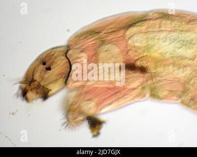 Kopf der Zwerglarve (Chironomidae), leichte Mikrographie Stockfoto