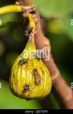 Blaue Flaschenfliege [ Calliphora vomitoria ], gewöhnliche grüne Flaschenfliege[ Lucilia sericata ] und gewöhnliche Wespe [ Vespula vulgaris ], die sich mit reifen Feigen [ Ficus] ernährt Stockfoto
