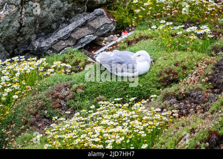 Möwe ruht im Gras auf einer Klippe mit Blumen. Stockfoto