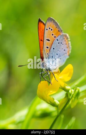 Großer kupferfarbener, von der Seite sitzender insektenschmetterling aus lycaena. Tierischer Hintergrund Stockfoto