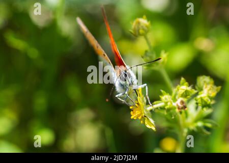 Großer kupferfarbener, lycaena dispar Insektenschmetterling, der von vorne auf der Blüte sitzt. Tierischer Hintergrund Stockfoto