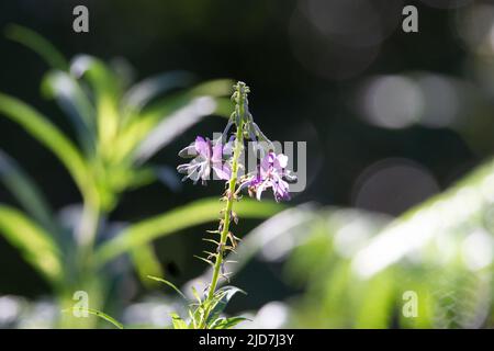 Isolierter einzelner Blütenstamm von Rosebay Weidenkräutern (Chamerion angustifolium) Stockfoto