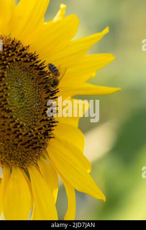 Honigbiene sammelt Pollen von einer Sonnenblume Stockfoto