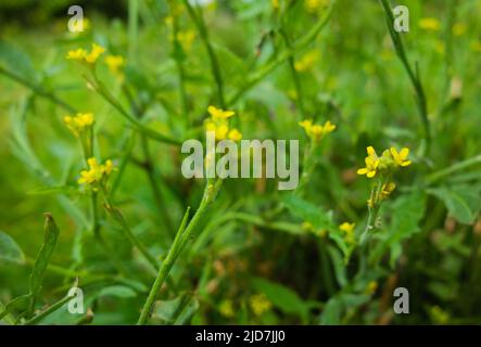 Mehrere kleine gelbe Blüten auf einem natürlichen grünen Hintergrund verstreut Stockfoto