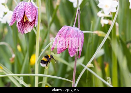 Weißschwanzhummel (Bombus lucorum) im Flug an der Fritillarblume des Schlangenkopfes Stockfoto