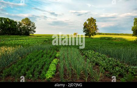 Startseite Gemüsegarten Karotten, Rüben, Salat Zwiebeln und Chescon Garten, Landwirtschaft Stockfoto