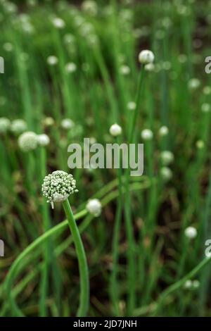 Zwiebelpfeifen sind grün. Gemüsegarten, Landwirtschaft, ländliche, Geschäft Stockfoto