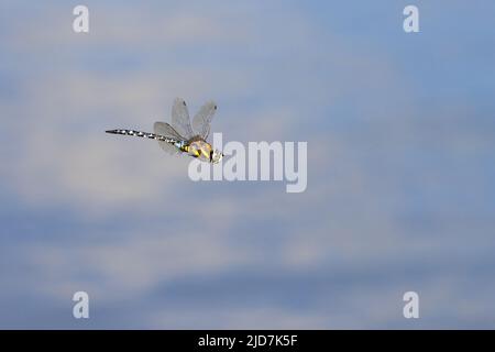 Männliche südliche Falkenlibelle [ Aeshna cyanea ] im Flug über dem Teich Stockfoto