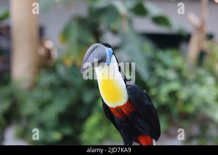 Toucan mit Kanalabrechnung auf unscharfem Hintergrund, hochwertiges Zoomfoto Stockfoto