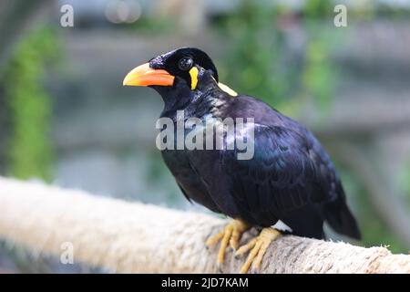 Hill Myna Papagei auf unscharfem Hintergrund, hochwertiges Zoomfoto Stockfoto