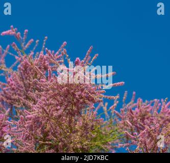 Tamarix Pflanze mit rosa Blüten. Nahaufnahme. Selektiver Fokus. Natürlicher Hintergrund mit Platz für Ihren Text Stockfoto