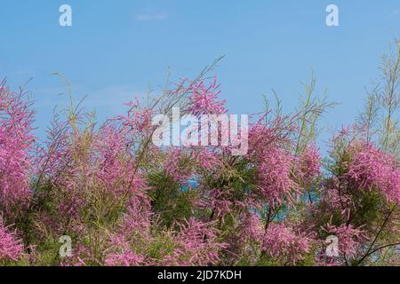 Tamarix Pflanze mit rosa Blüten. Nahaufnahme. Selektiver Fokus. Natürlicher Hintergrund mit Platz für Ihren Text Stockfoto