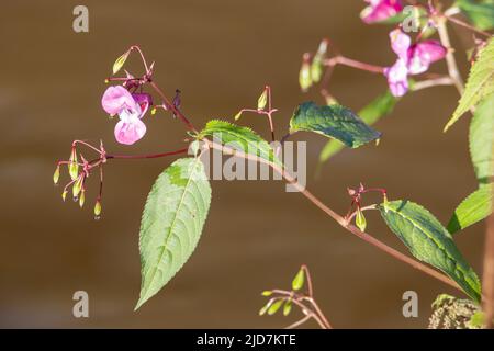 Blassrosa Blüten des Himalaya-Balsams (Impatiens glandurifera) isoliert auf einem natürlichen braunen Hintergrund Stockfoto
