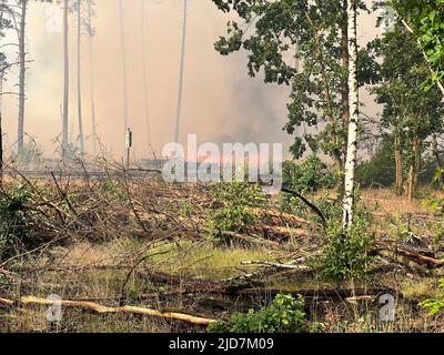 Treuenbrietzen, Deutschland. 19.. Juni 2022. Bei einem Waldbrand sind Flammen im Waldgebiet zu sehen. Das vom Waldbrand betroffene Gebiet in Treuenbrietzen bei Berlin hat sich in der Nacht auf Sonntag erweitert. Quelle: Thomas Schulz/TNN/dpa/Alamy Live News Stockfoto