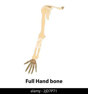 Voller Handknochen. Illustration aus Vektor über Wissenschaft und Medizin. Menschliche Anatomie Stock Vektor